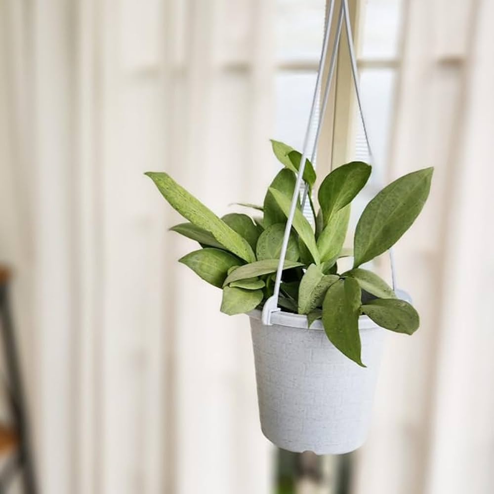 と*ん様 ホヤ ニューギニアゴースト×4鉢 ホヤ：ニューギニアゴースト(new guinea ghost) 4号吊り鉢23-01