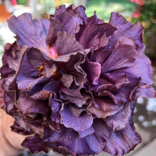 See full amazon price history chart for Aiden Gardens Dwarf Exotic Hibiscus Tiffany Stone Double petal Purple Color flower 1 Healthy live Plant Aiden Gardens Dwarf Exotic Hibiscus Tiffany Stone Double petal Purple Color flower 1 Healthy live Plant (B0953YGHN8) Amazon Price History, Amazon Price Tracker