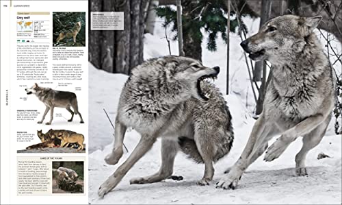 Image of Animal: The Definitive Visual Guide (DK Definitive Visual Encyclopedias)