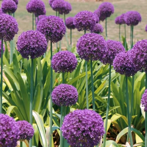 bulbos de allium, cebolla ornamental - resistentes al aire libre allium giganteum, balcón raras 22pcs