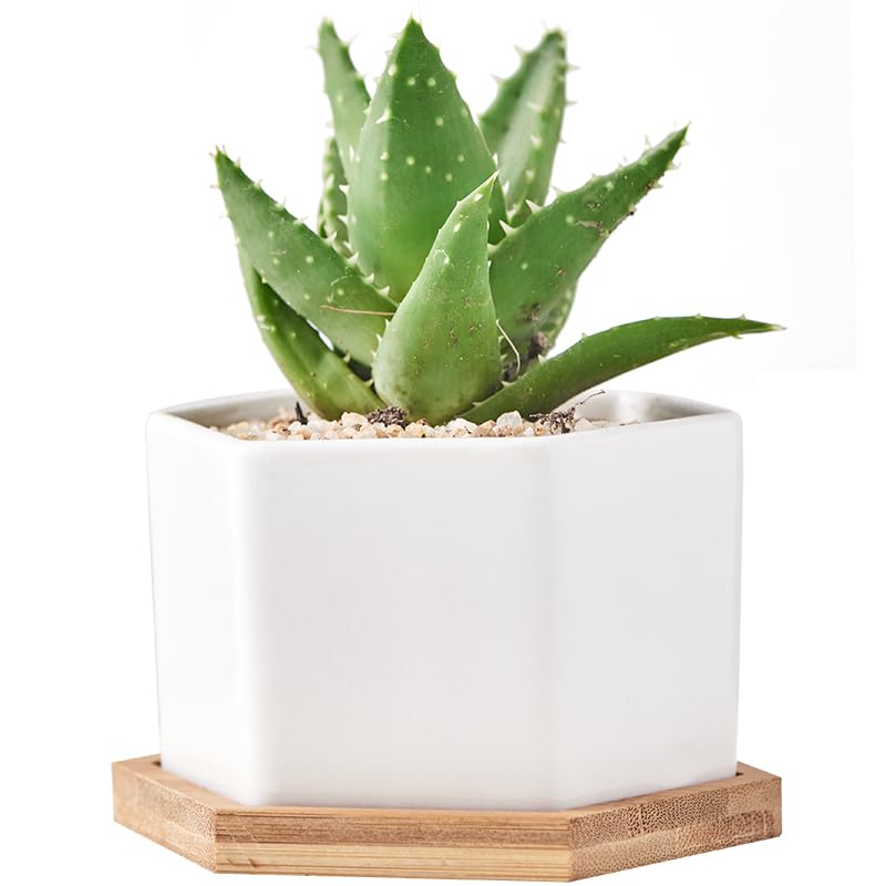 simpa 6PC Decorative Ceramic Plant Pots - Simple White Hexagonal Pots 7.3cm (H) x 7.3cm (Dia)
