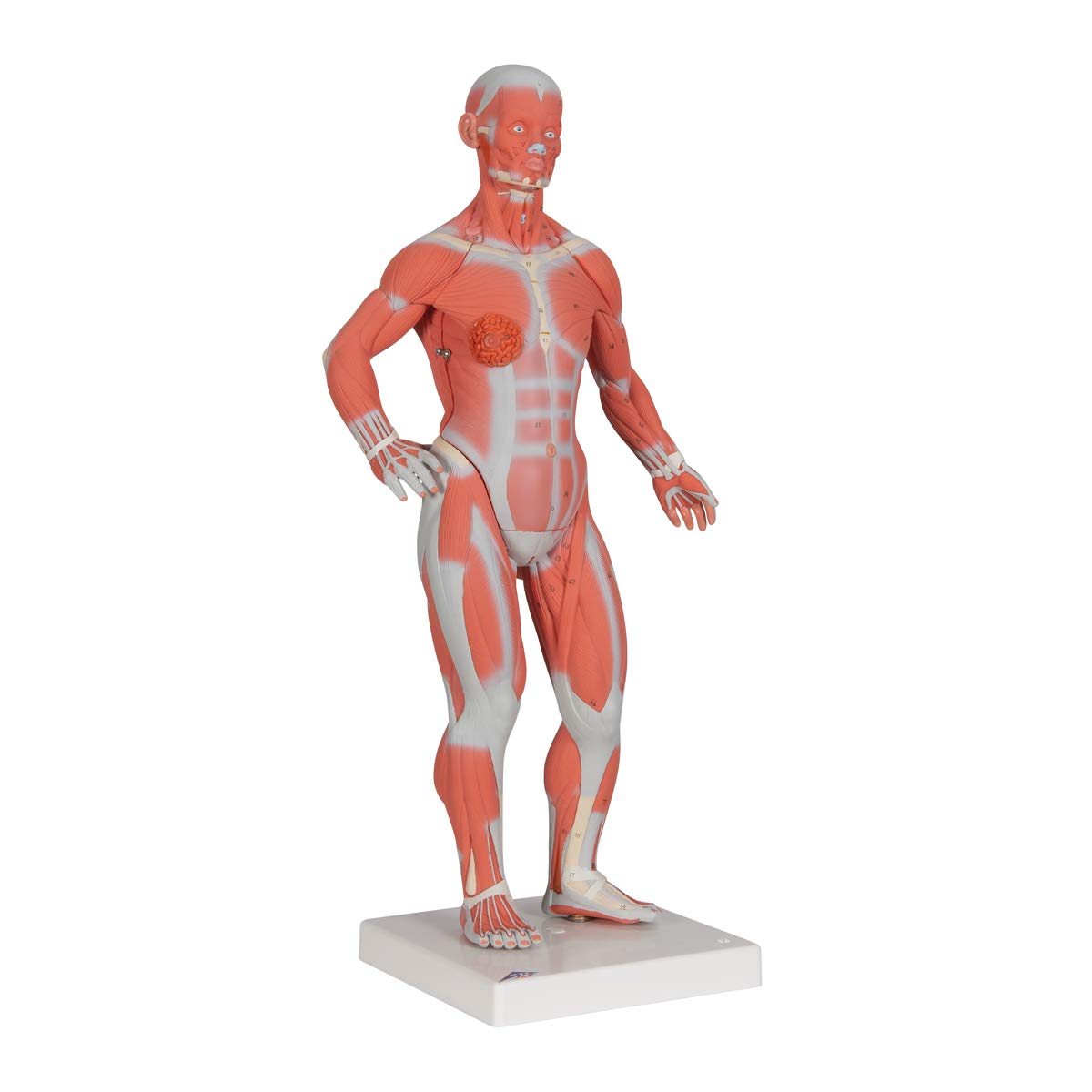 3B Scientific B59 Muscular Figure 1/3 life-size 2-part - 3B Smart Anatomy