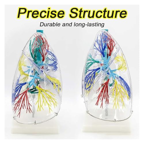 Modèle pulmonaire transparent 3D pour l'enseignement de l'anatomie