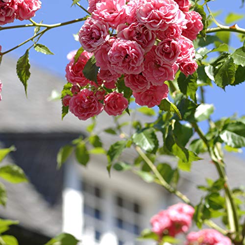 Relaxdays, Nero Grigliato a Colonna, Set da 2