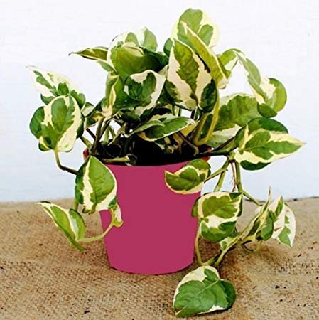 Famous Garden Live Marble Prince Air Purifier Money Plant - With Ceramic Pot (B081F9KBB3) Amazon Price History, Amazon Price Tracker