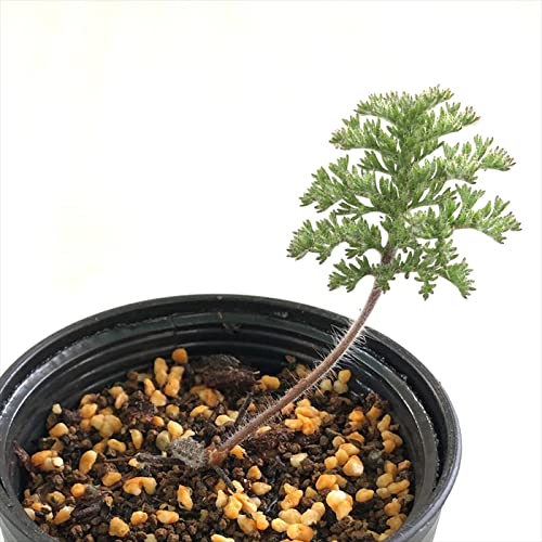 多肉植物 hmペラルゴニウム トリステ 多肉植物 コーデックス 6cmポット