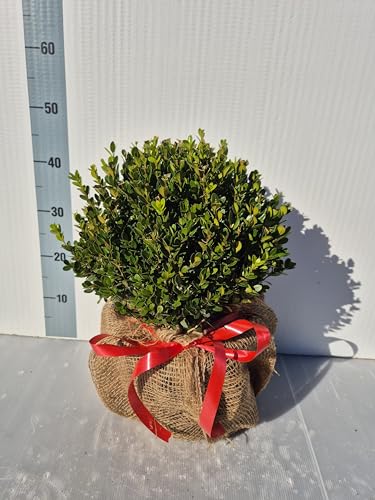 Bosso 'Buxus Faulkner' – Pianta Vera Sempreverde Ornamentale per Siepi e Vasi - Vivai Giulian Giovani Piante