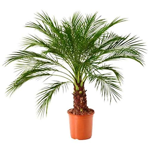 See full amazon price history chart for Plants Solutions Phoenix Palm Plant with Pot Plants Solutions Phoenix Palm Plant with Pot (B08GSS71LJ) Amazon Price History, Amazon Price Tracker