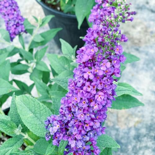 Semi di arbusto farfalle, Buddleja davidii, semi come per gli ospiti regali per gli amanti del giardino giardino arbusti esotiche estivi 500pcs
