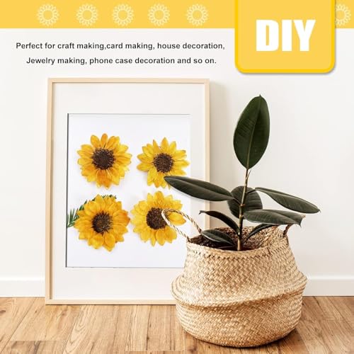 60 PCS Girasoles Secos Naturales para Manualidades miniatura 7