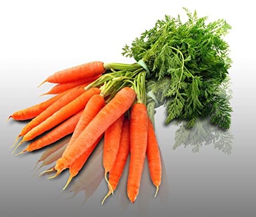 500 graines - CAROTTE Potagère Touchon - Daucus Carota