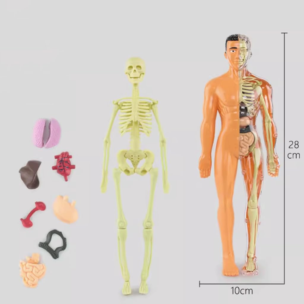 Amazon.co.jp: 明確な人体構造モデル臓器の骨の分解と組み立てモデル