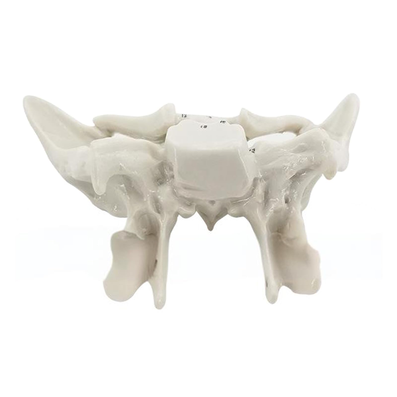 Menschliches Skelettmodell für die Anatomie des Ethmoidknochens, Lehrmittel, praktisches Schläfenbein, Krankenhausbedarf, menschliche Skelettanatomie
