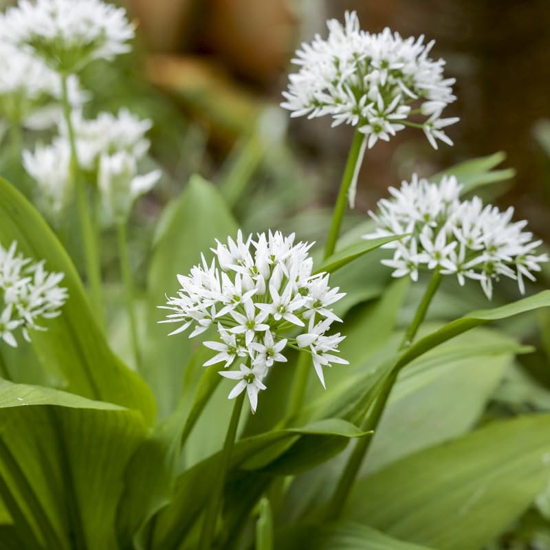 Allium ursinum (Wild Garlic) Seeds