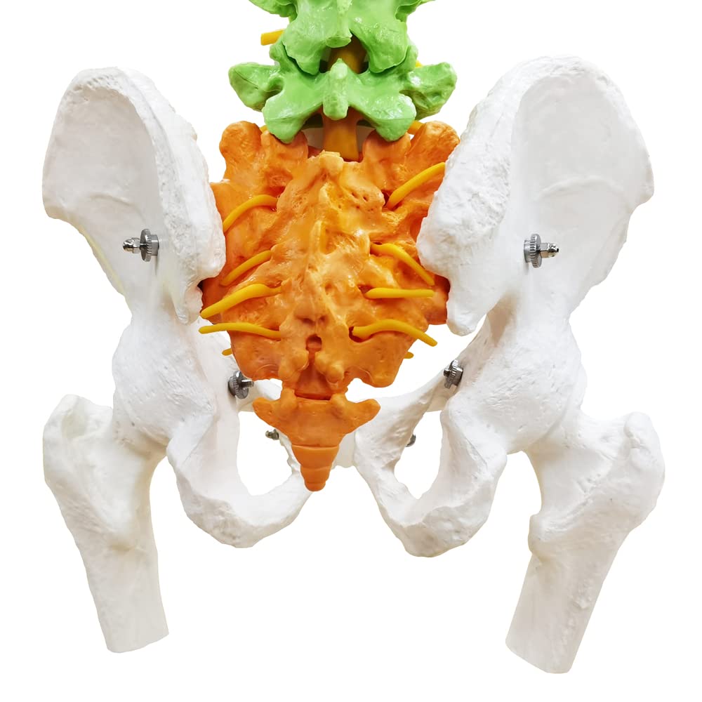 Amazon.co.jp: EVOTECH SCIENTIFIC 34.3インチ、87cm 脊柱模型