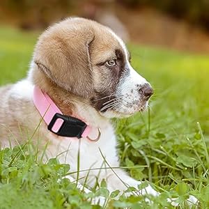 Pink dog collar basic adjustable dog collars for puppy small medium large dogs girls with breathable quick release nylon pet collar   cucciolini doodles
