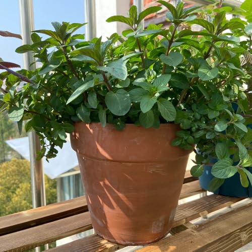 semillas de menta - orgánicas de balcón raras silvestres Decoración exteriores exóticas 150pcs