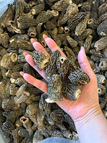 Premium Wild Dried Canadian Morel Mushrooms By Golden Tea Leaf Co - 2 oz. / 57g