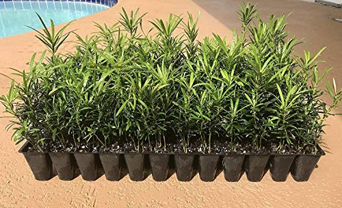 Podocarpus Macrophyllus Japanese Yew - 20 Live Plants - Low Maintenance Evergreen Hedge