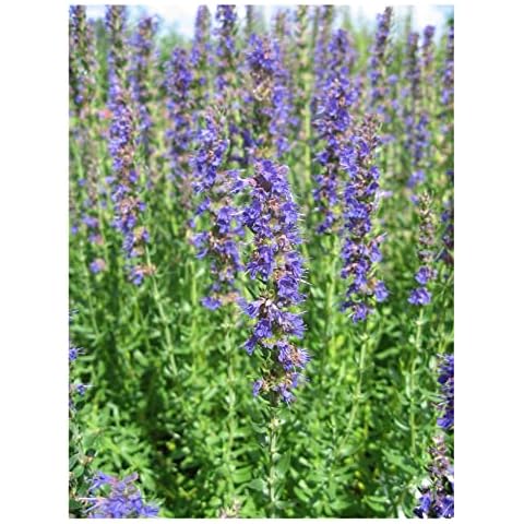 PREMIER SEEDS DIRECT - GIANT HYSSOP Cover