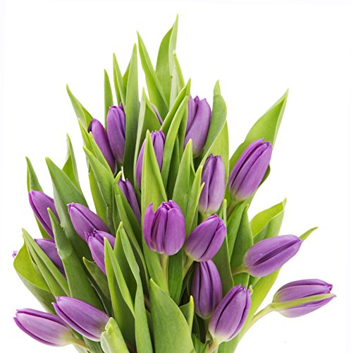 blooms2door flowers - mother39s day collection - 20 purple tulips without vasegift for birthday anniversary get well thank you valentine mothers day fresh flowers