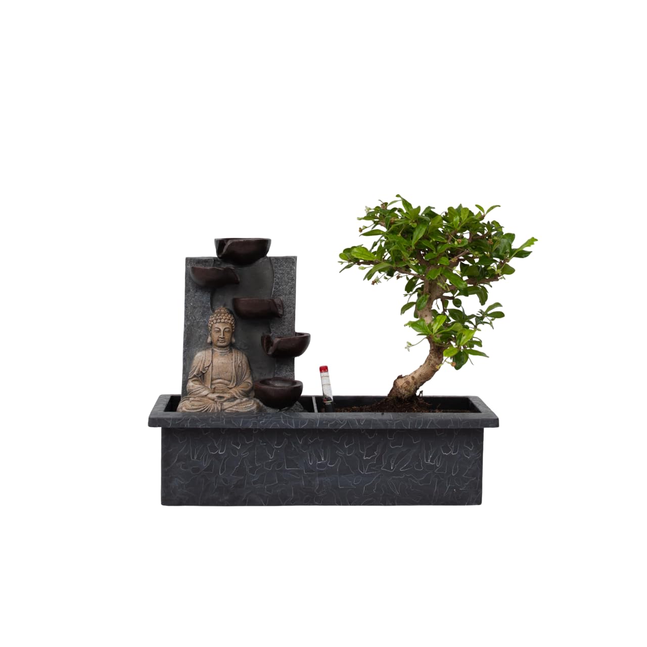 Plant in a Box - Bonsaibaum mit pflegeleichtem Wassersystem und fließendem Wasserfall über Buddha-Figur - Bonsai baum echt groß - Zimmerpflanze - Höhe 25-35cm
