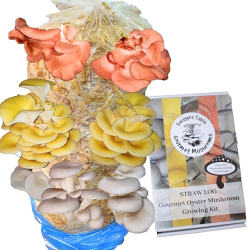 Foragers Table - Mushroom Grow Kit Pink Blue & Golden Oyster Mushrooms XL 1 Meter Long Easy and Fast Ideal for Beginner Mushroom Grow kit Including Living Spawn Gardening Gifts
