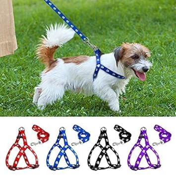 KittuPet Adjustable Soft Nylon Paw Printed Strip Harness & Leash Set for All Breeds Dogs, Cat and Puppies Any Color