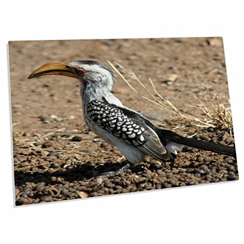 3dRose Angelique Cajams Safari Birds - South African Hornbill - Desk Pad