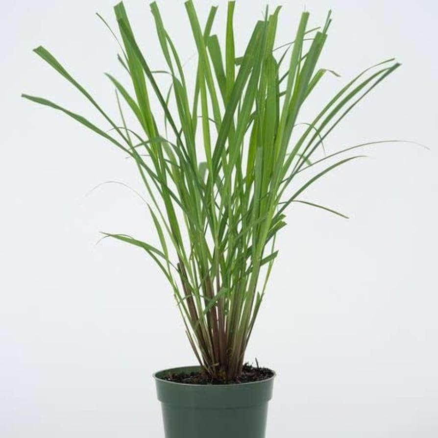 Lemongrass Plant in 12cm Pot, Cymbopogon Citratus, West Indian Lemon Grass, Fully Rooted for Kitchen Garden