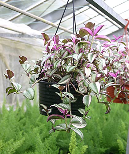 Amazon｜ハッピーガーデン 観葉植物 トラディスカンチア ゼブリナ