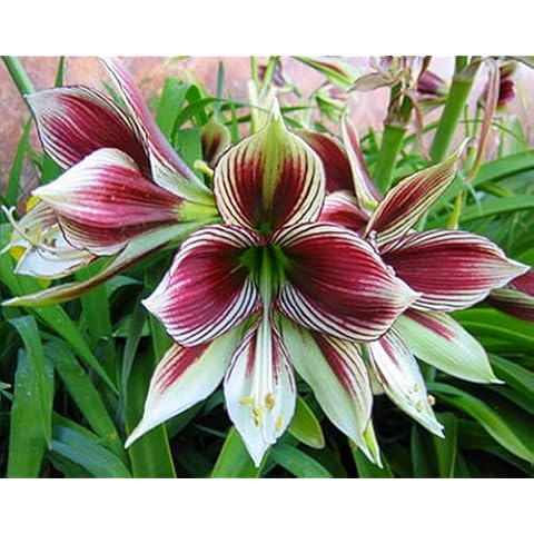 Suitable for Planting in Indoor and Outdoor Gardens,Amaryllis Bulb,Beautiful Cut Flowers,Balcony Potted Plants,Ornamental Flowers,Surprise Gift-1 Bulbs,3 Cover