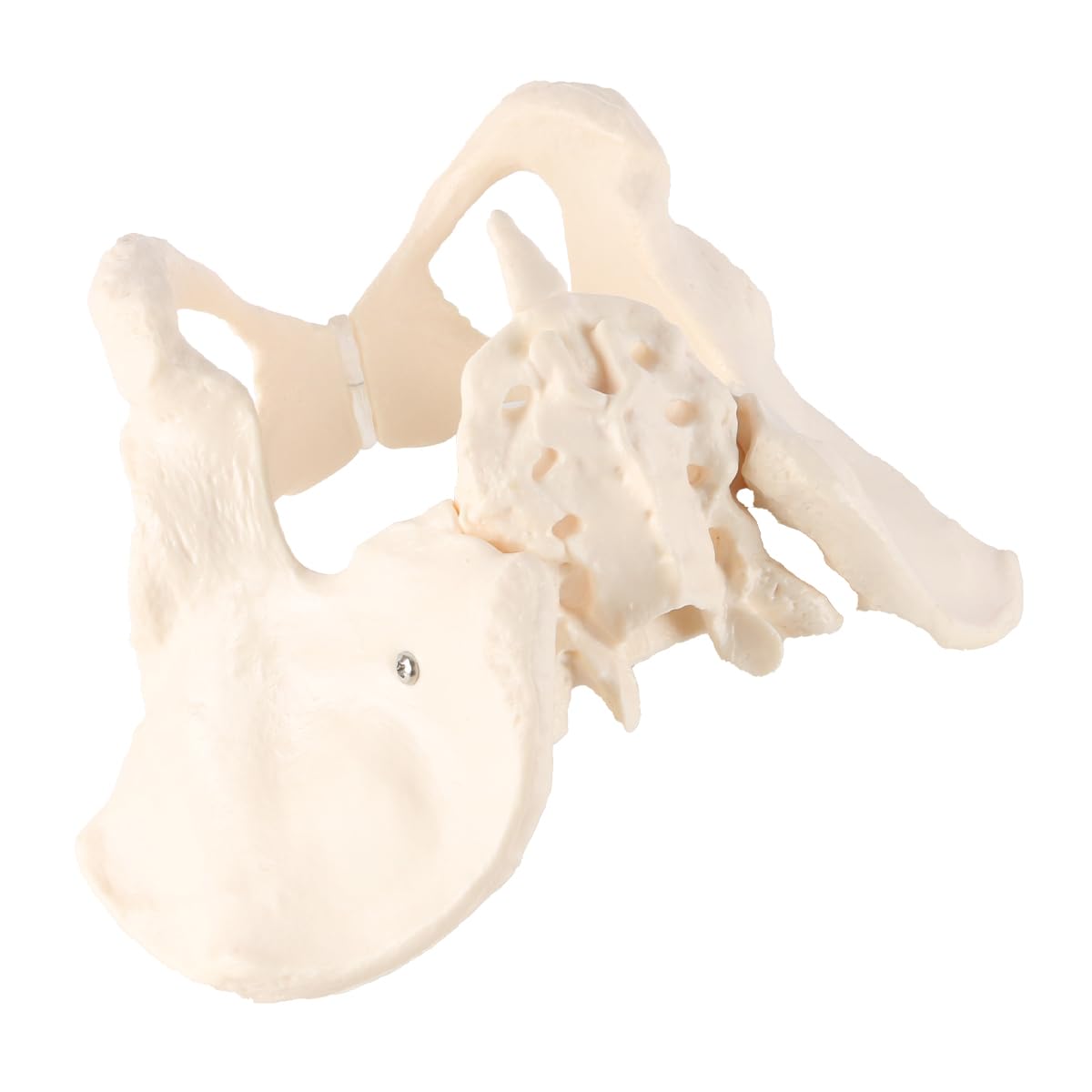 Modèle De Bassin Féminin Modèle Anatomique De Bassin Détachable Modèle De Bassin Féminin Grandeur Nature Pour L'apprentissage L'enseignement Ou L'affichage Orthopédique