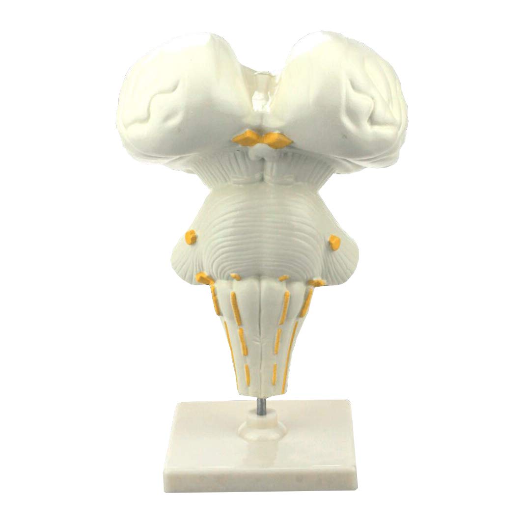 sjdoPulse Brain Stem Model - Medical Anatomical Brain Stem Enlargement Model - Brain Stem Structural Medical Teaching Model - for Medical Educational Training Aid