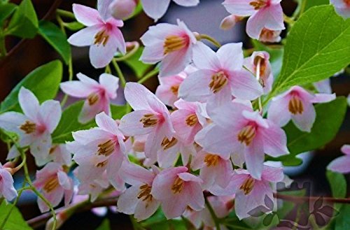 Pink Japanese Snowbell Tree - Fragrant Flowers 'Pink Chimes' 1 - Year Live Plant #TOP27
