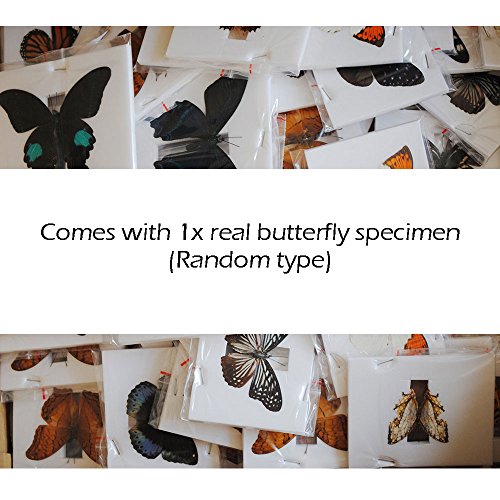 Whizkidslab 48 Plastic Prepared Microscope Slides Kit Bonus Butterfly Specimen For Kids Student Science Stem Education #TOP1