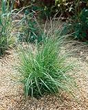 PlantaPro