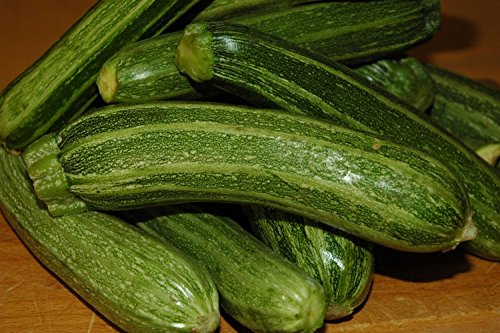 Semi Di Zucchino San Pasquale Nr.30 – Pianta Vigorosa E Precoce, Frutti Verdi Chiari
