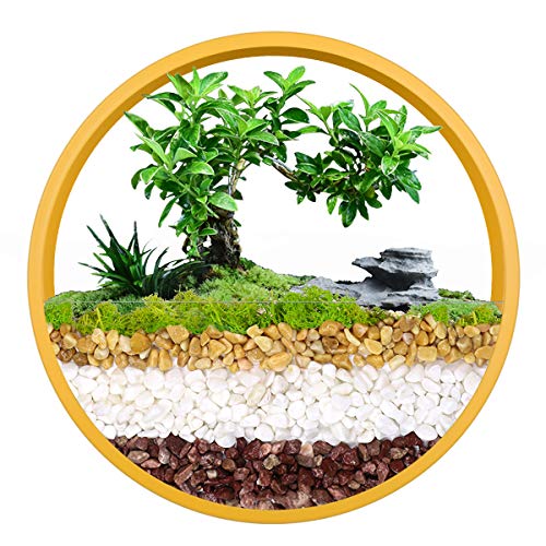 Essenceliving Hanging Wall Planter Hanging Basket Wall Mounted Vase Round Wall Planter Circle Metal Air Plant Succulent Cactus Holder Geometric Wall Planter Vertical Plant Container (Yellow, 12'')