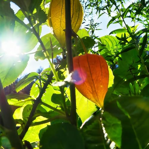 Mixrug 50+ Physalis Cape Gooseberry Seeds for Planting,Fruit Ribes Uva-Crispa Seed,Edible Berry Seed Unique Edible Berries, Fun Propagation Project for the Gardener Home - Thumbnail 2