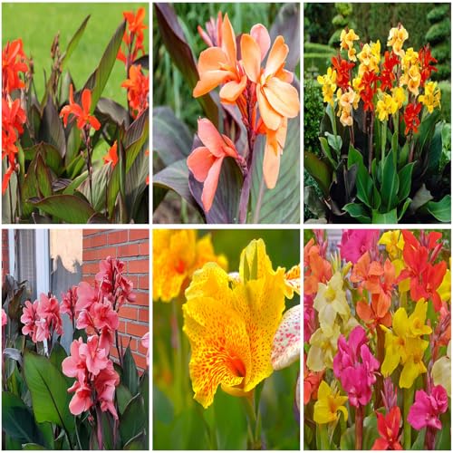 Mixrug 10pcs Canna Lily Seeds Canna -Flower Seeds Perennial Outdoor-Cannas