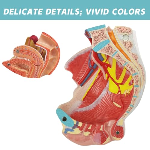 Image of Life Size 4 Parts Human Female Pelvis Model with Pelvic Floor Muscles, Vessels Nerves & Reproductive, Removable Organs, for the teaching of physiology and hygiene in the teaching of anatomy schools