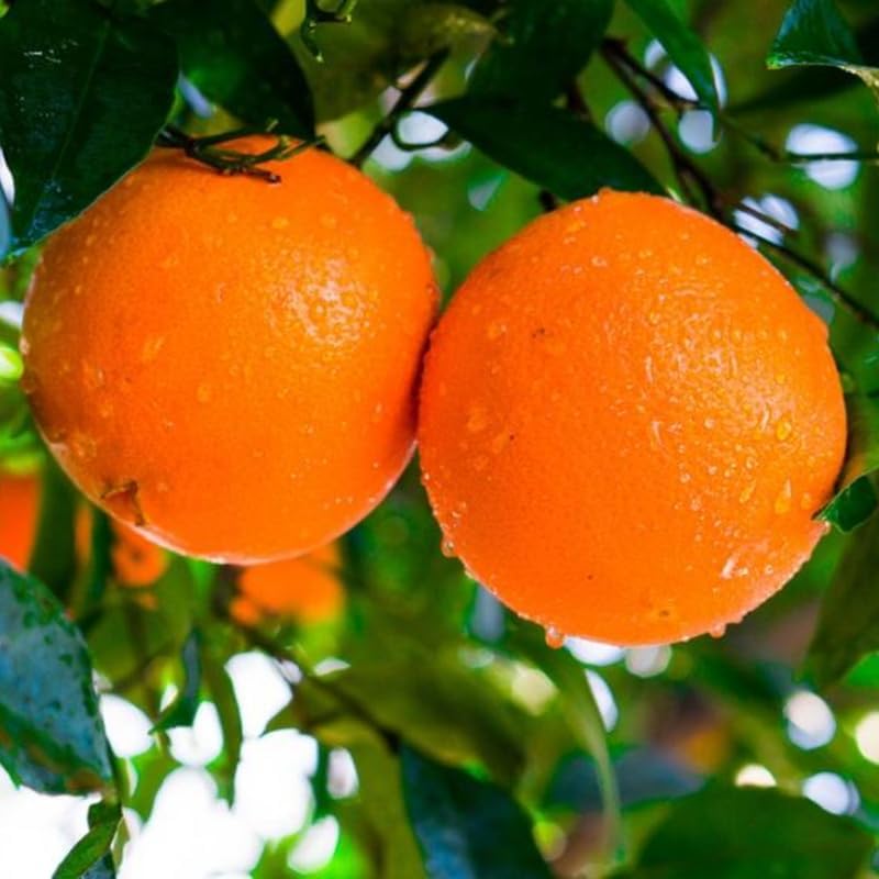 Navel Orange Tree 3-4 Feet Tall, Live Citrus Fruit Tree in 5-Gallon Pot, Hardy Outdoor Sweet Orange Fruit Plant