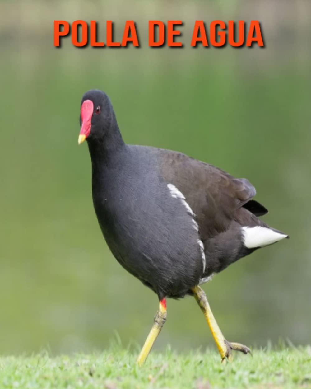 Buy Polla de agua Libro para niños con imágenes asombrosas y datos