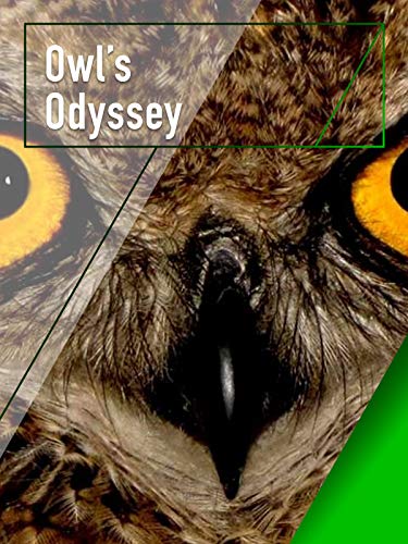 Owl's Odyssey Owl's Odyssey