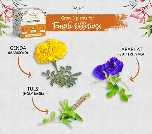 Bombay Greens 3 in 1 Temple Offerings Gardening Kit | Grow Your Own Flowers Kit - Tulsi Seeds, Marigold Seeds & Butterfly Pea Flower Plant Seeds | DIY Kit of Flower Seeds for Home Garden | Combo Seeds
