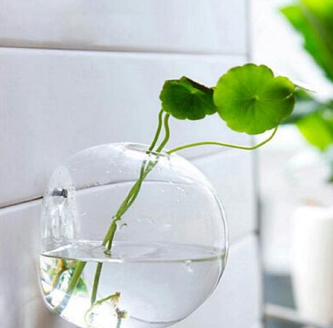 Urban Moon Glass Wall Aquarium, Crystal Clear Hanging Terrarium, Planter, Flower Vase for Hydroponic Plants, Home & Office Decoration - Pack of 1 Piece (5 Inch Wall Hanging Terrarium Vase) (B0CG3VFTHC) Amazon Price History, Amazon Price Tracker