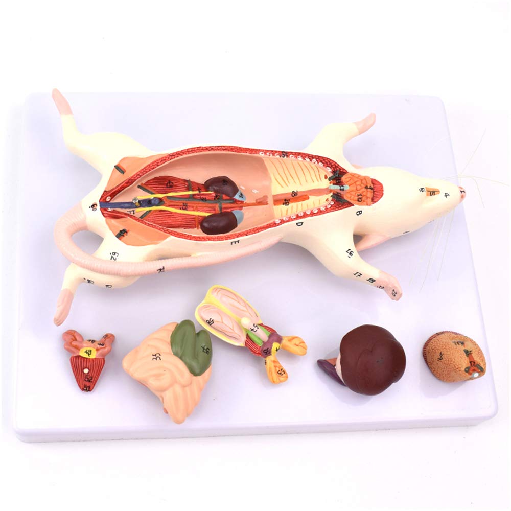 Sjdopulse Animal Anatomical Model Mouse Anatomy Model - Mouse Anatomical Model - The Anatomical Structure Model Of Mouse Organs - For Medical Educational Training Aid