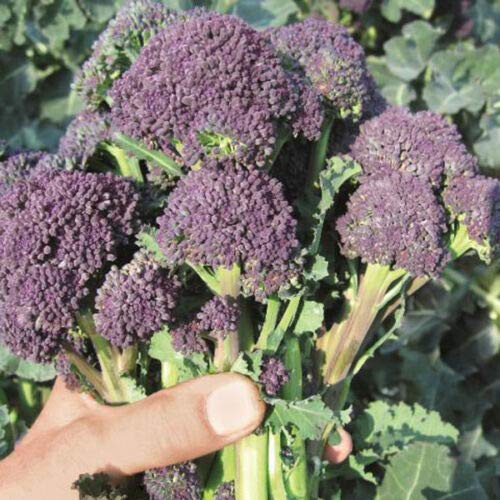 Suffolk Herbs - Organic Broccoli Purple Sprouting Santee - 20 Seeds