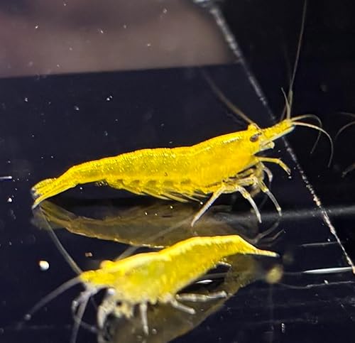 【Amazon限定】チェリーシュリンプカラー 各10匹+保証分2匹合計12匹バリエーション豊富 売り筋 極火蝦 レッドチェリー イエローチェリー ブルーベルベット MIXカラー (イエローチェリーシュリンプ)のサムネイル